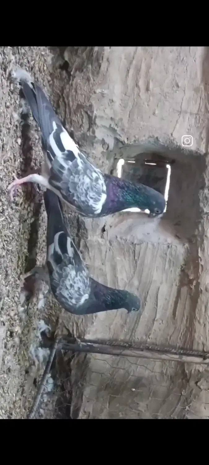 فروش یک جفت کبوتر کمانگر با یک نر چینا|پرنده|ایرانشهر, |دیوار