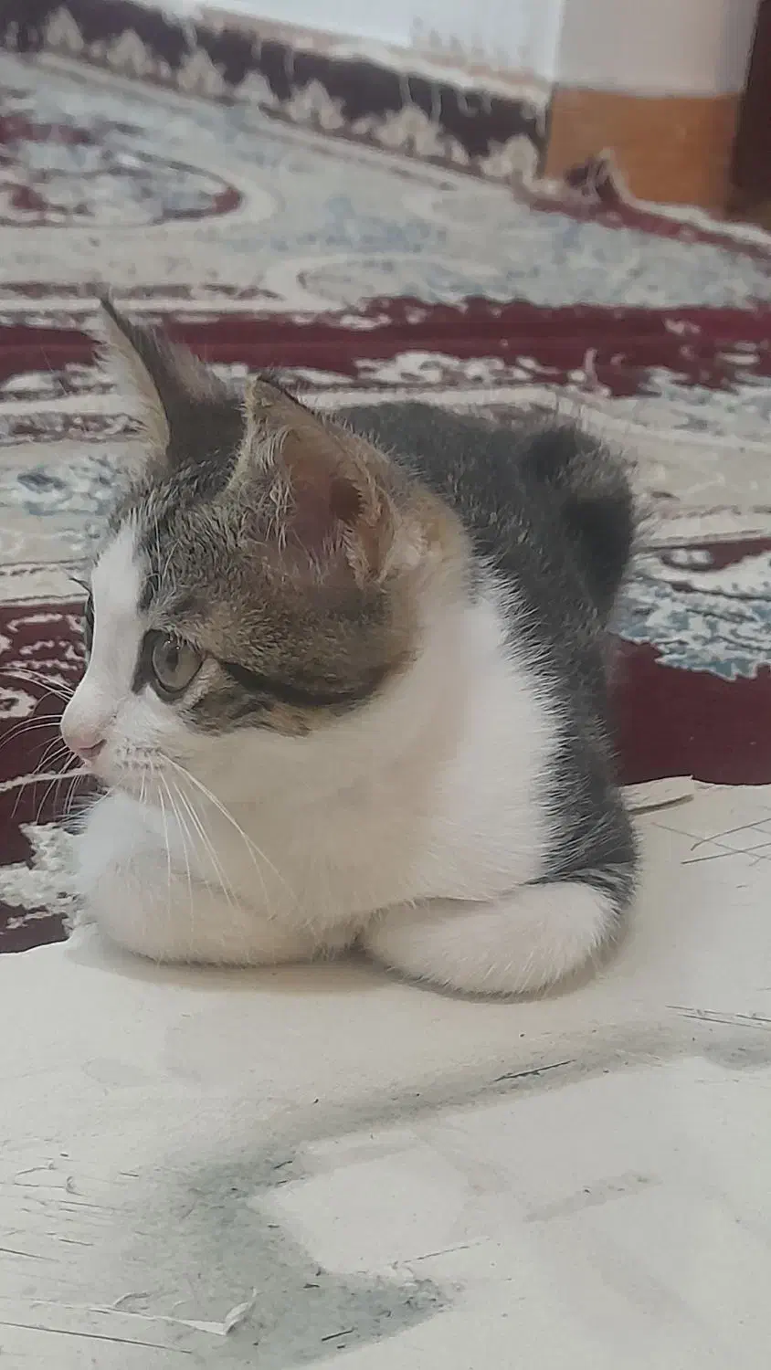 بچه گربه کاملا آروم تمیز|گربه|رشت, حمیدیان|دیوار