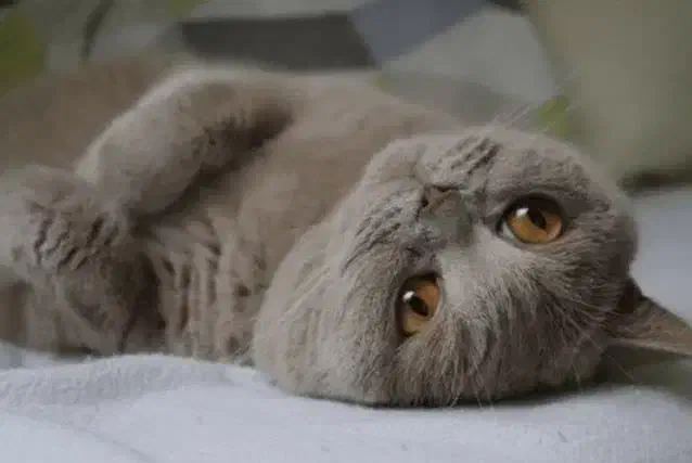 نر بریتیش لیلاک جهت جفتگیری|گربه|مشهد, گلبرگ|دیوار