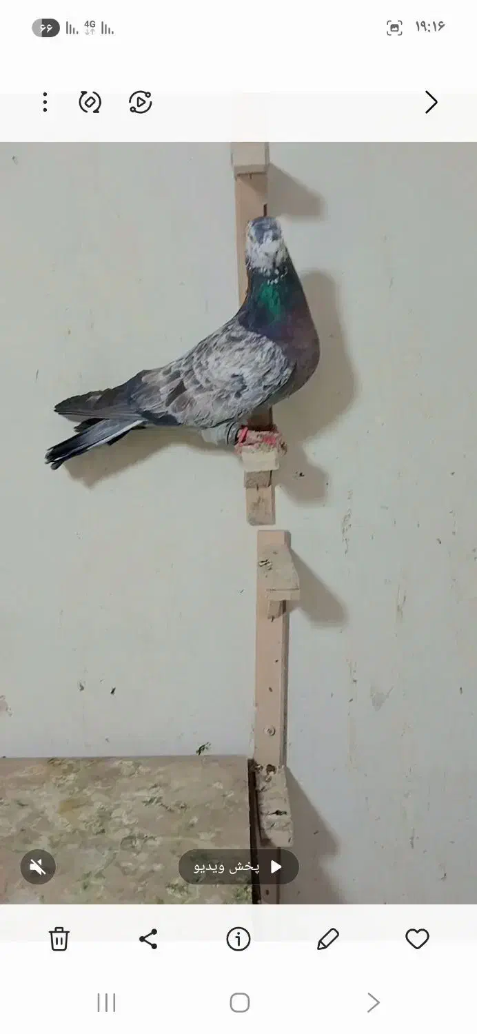 کفتر بوم پرشی|پرنده|مشهد, کاظم آباد|دیوار