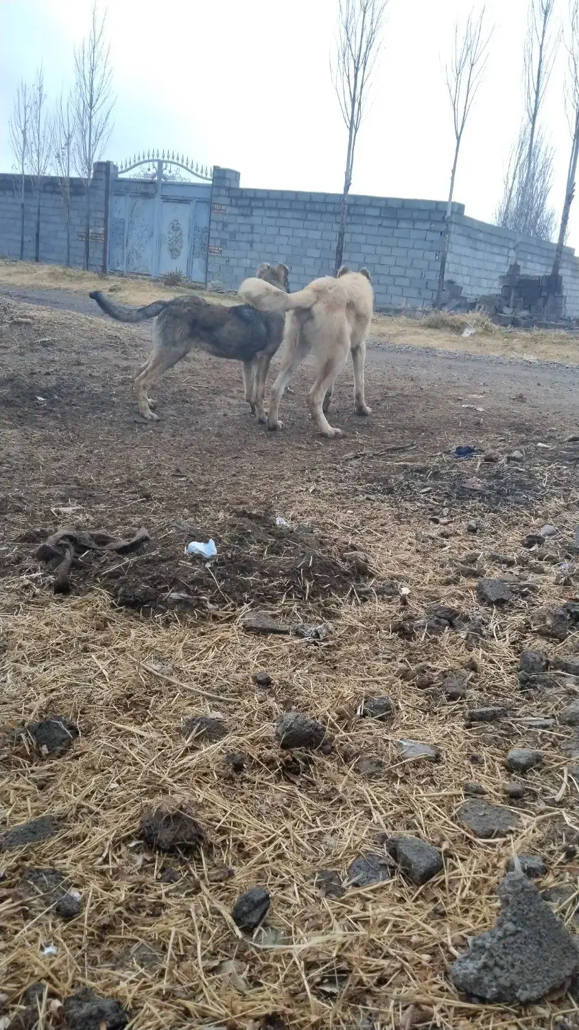 توله سرابی ناب|سگ|تبریز, |دیوار