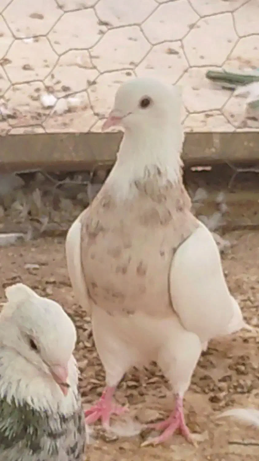 طوقی اجری9عدد|پرنده|بستک, |دیوار