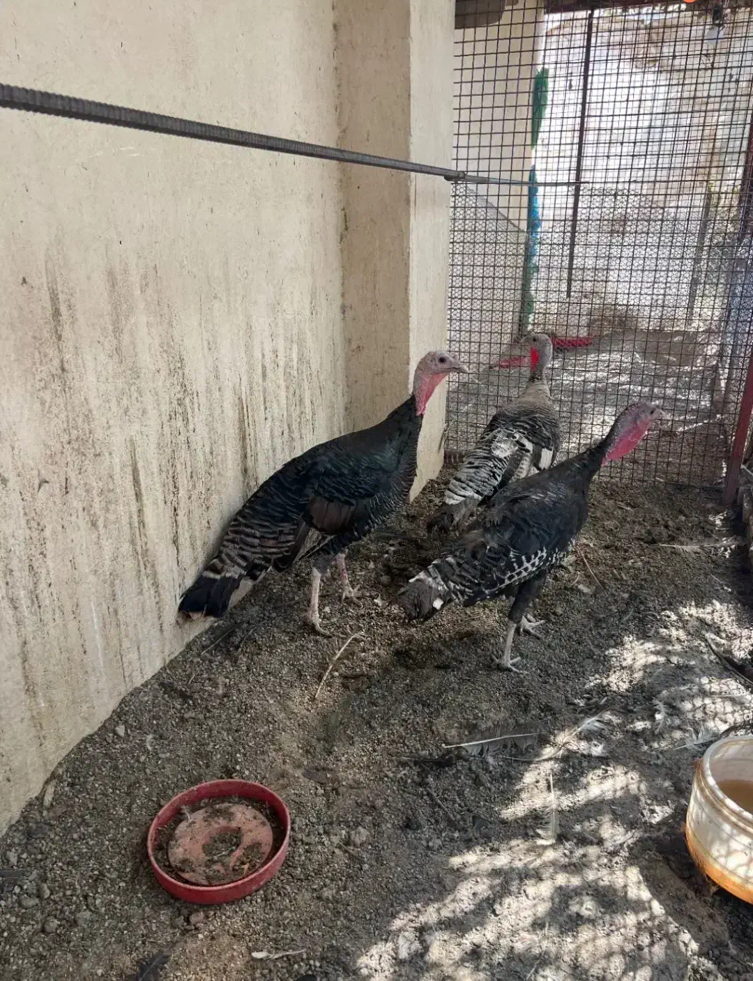 بوقلمو مولد|حیوانات مزرعه|کرج, آتشگاه|دیوار