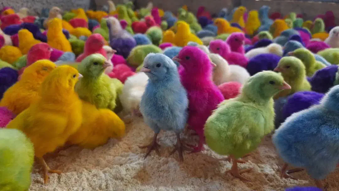 فروش انواع جوجه های یک روزه تا یک ماهه|حیوانات مزرعه|خاش, |دیوار