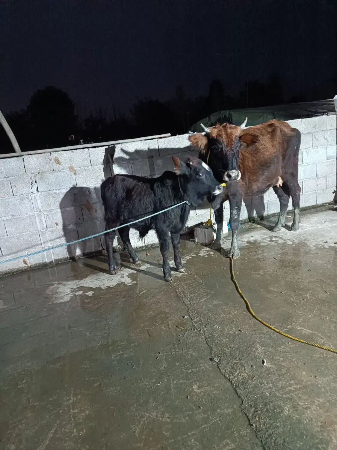 گاو با گوساله نر|حیوانات مزرعه|رضوانشهر, |دیوار