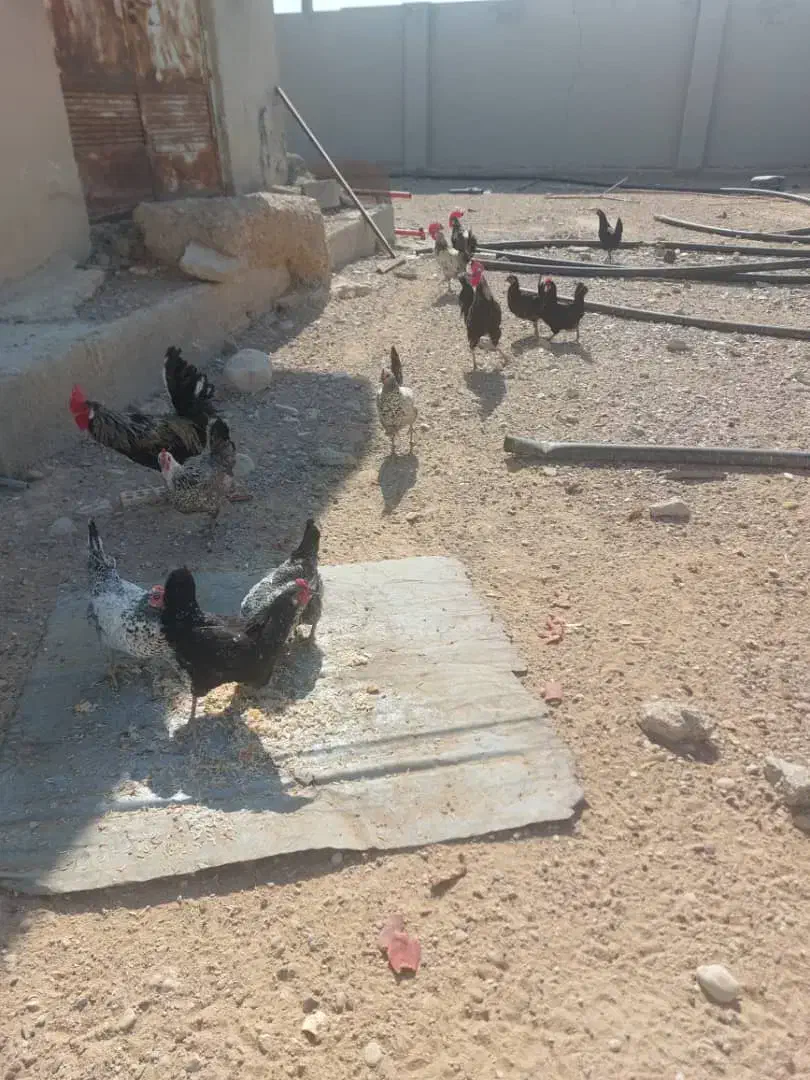 مرغ و خروس|حیوانات مزرعه|کاکی, |دیوار