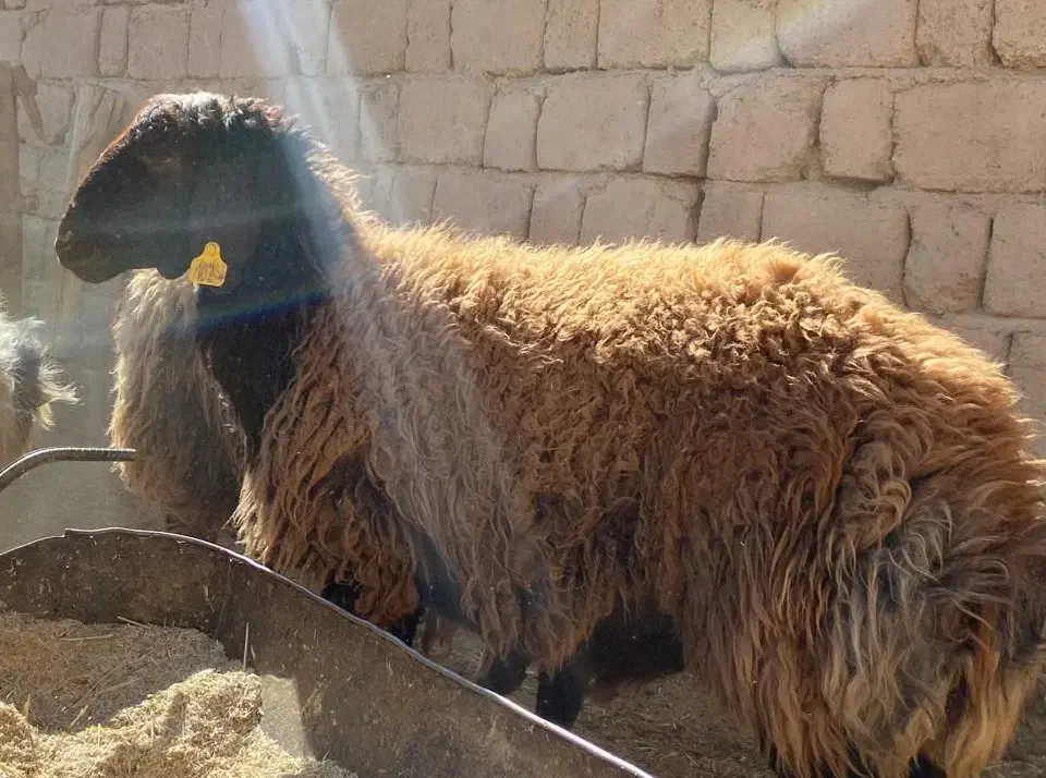 شیشک قوچ هترو|حیوانات مزرعه|شهرضا, |دیوار