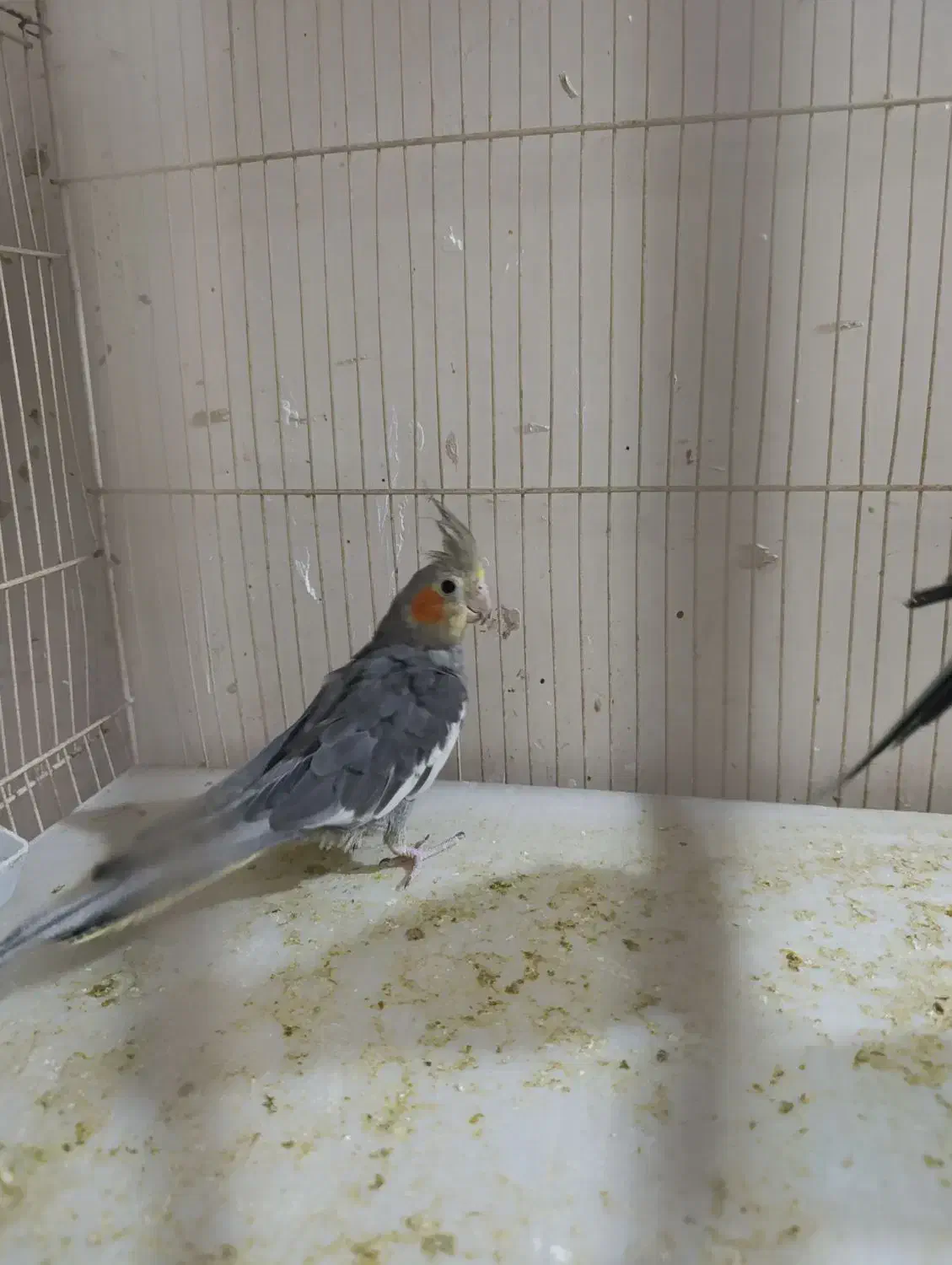 عروس هلندی ابلغ آماده جفت|پرنده|مشهد, سیسآباد|دیوار