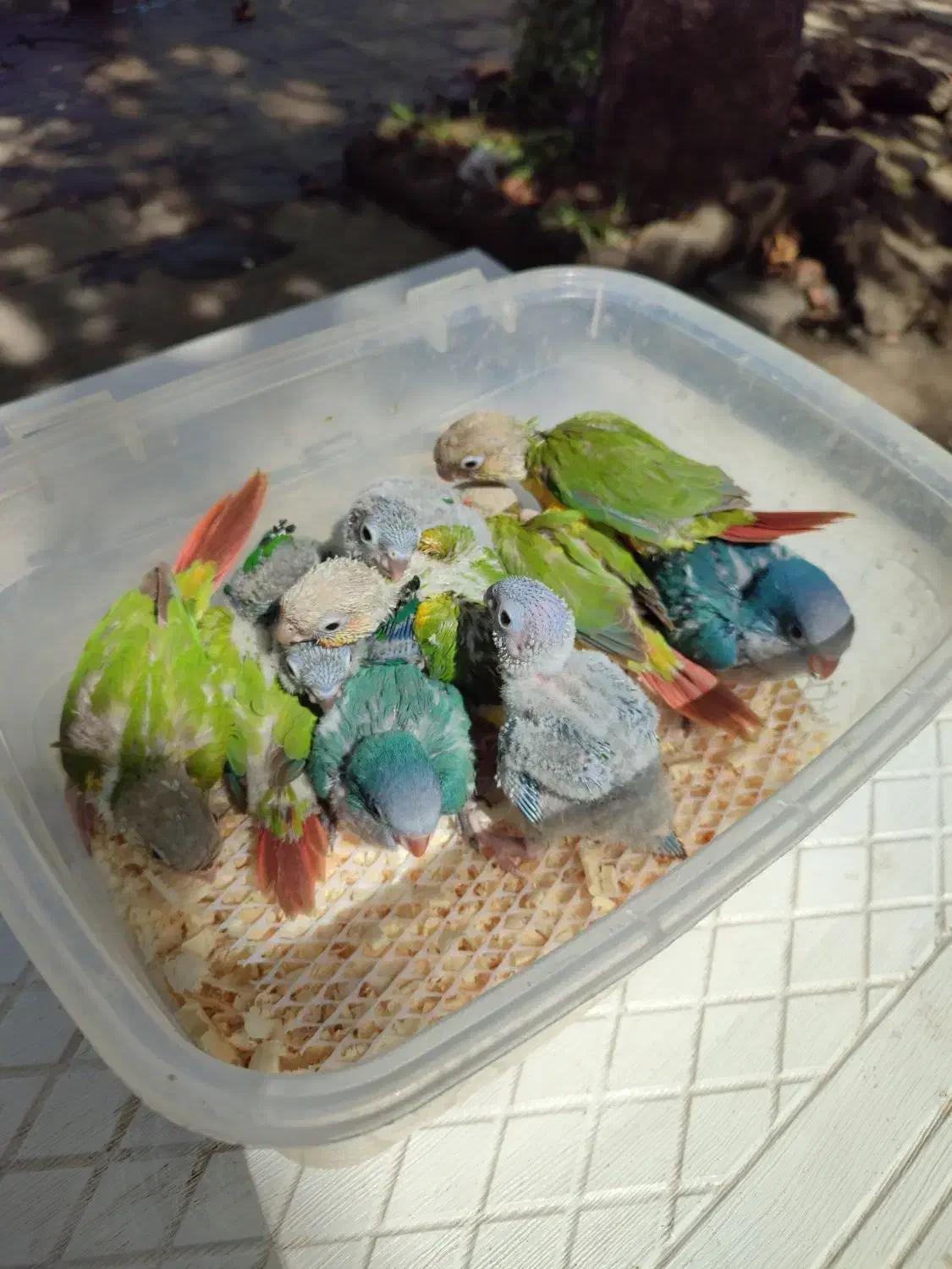 جوجه راهب،گرینچیک آناناسی دبل رد،یلوساید دبل رد|پرنده|رشت, گلسار|دیوار