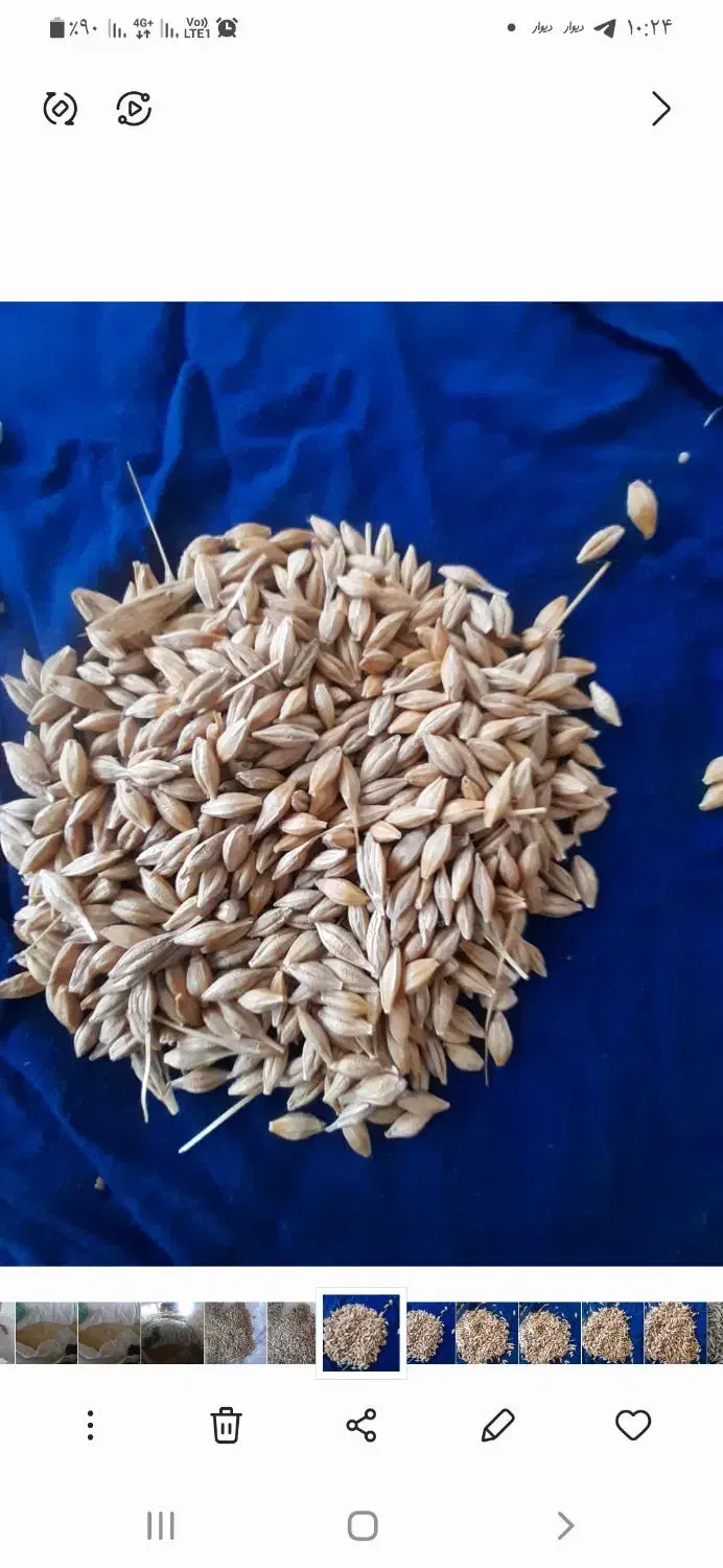 جو و گندم بذری|خدمات باغبانی و درختکاری|گمیشان, |دیوار