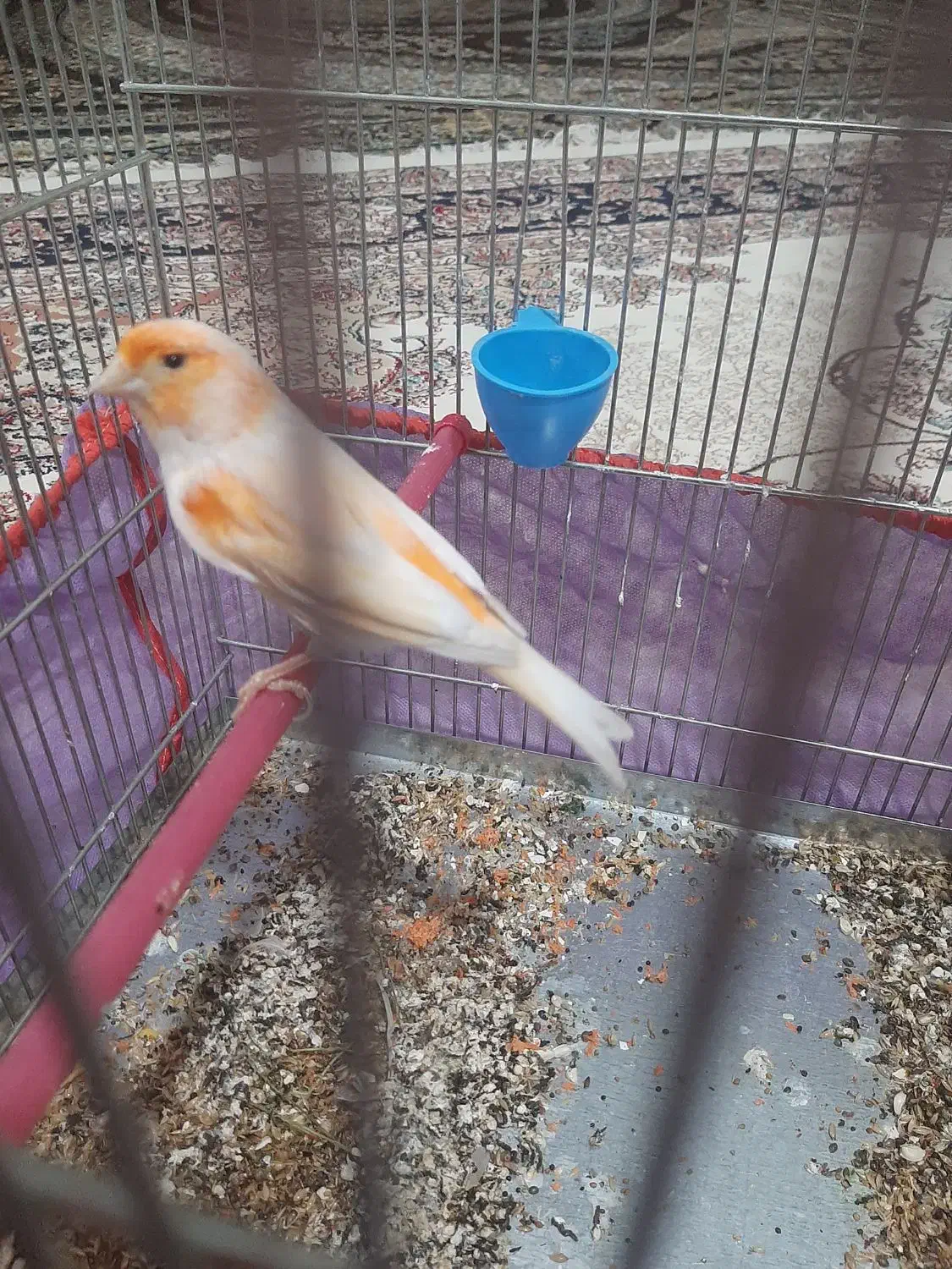 قناری چهار گل|پرنده|کوهدشت, |دیوار