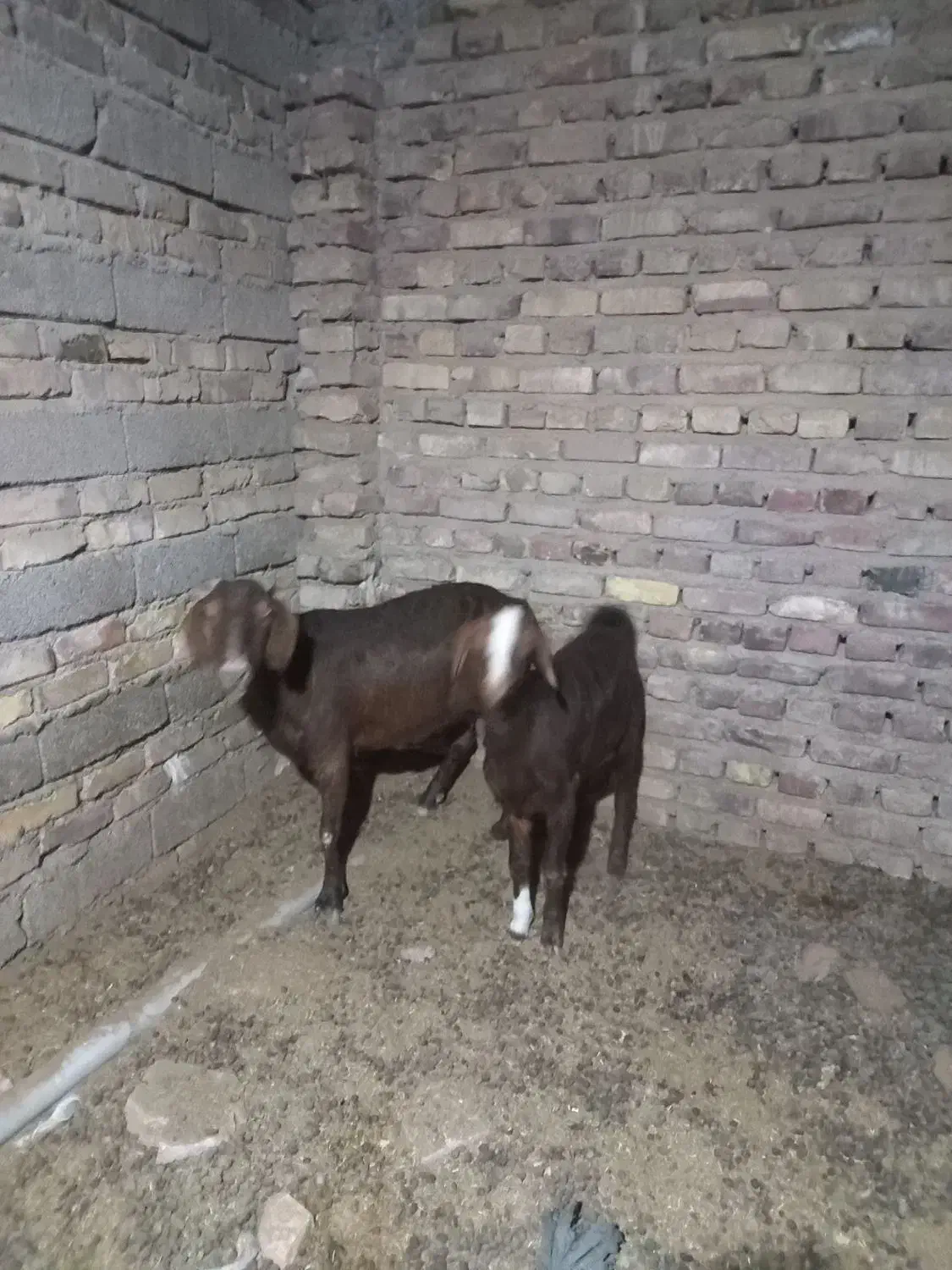 سلام بز ماده با کهره ماده|حیوانات مزرعه|زابل, |دیوار