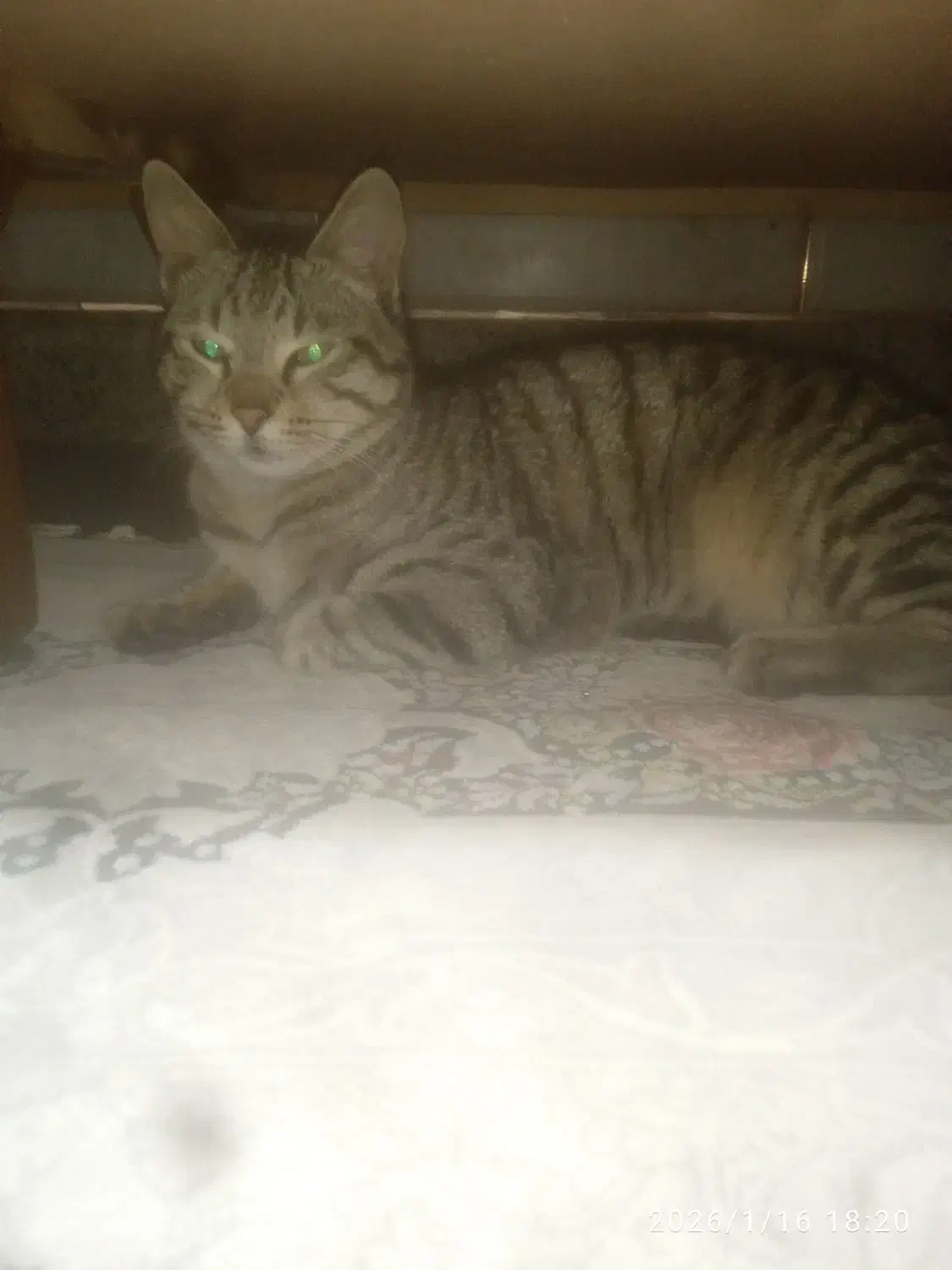 گربه اهلی کاملا خونگی|گربه|گنبد کاووس, |دیوار