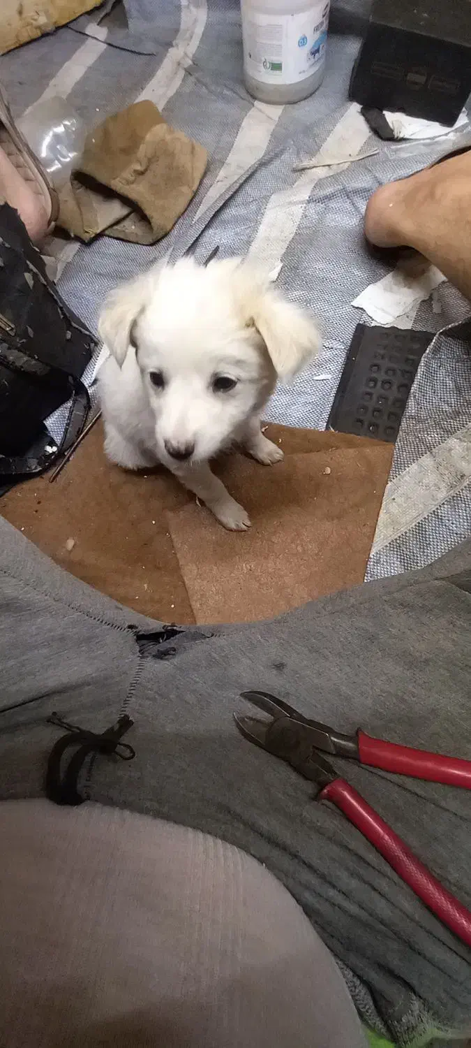 توله شیتزو ۲ماهشه|سگ|الوند, |دیوار