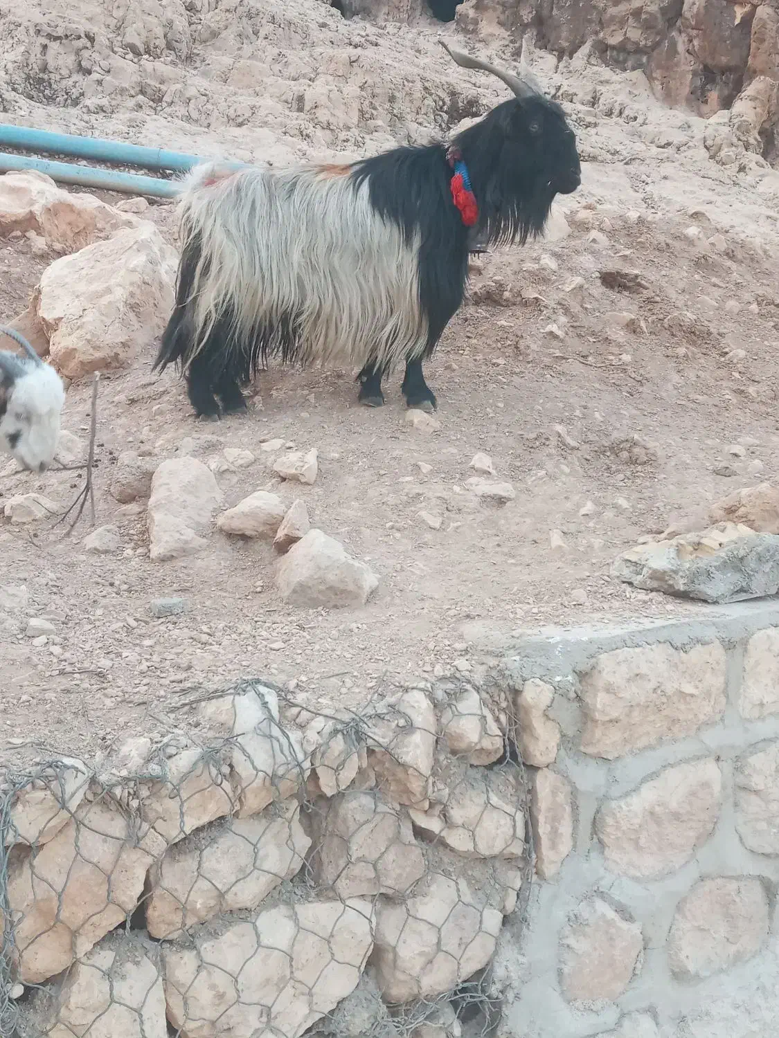 یک عدد بز به فروش میرسد|حیوانات مزرعه|ایذه, |دیوار