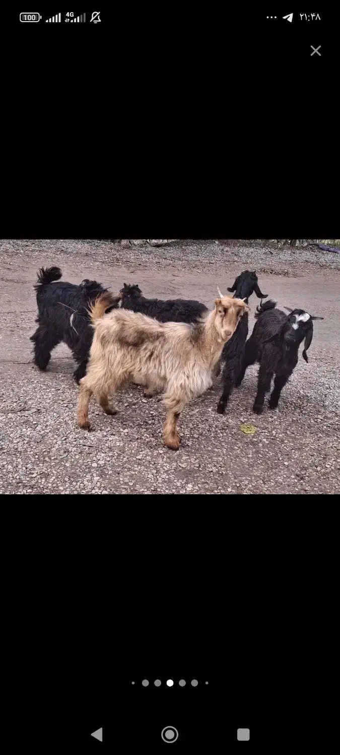 بیگ فروشی قیمت مناسب|حیوانات مزرعه|گتوند, |دیوار