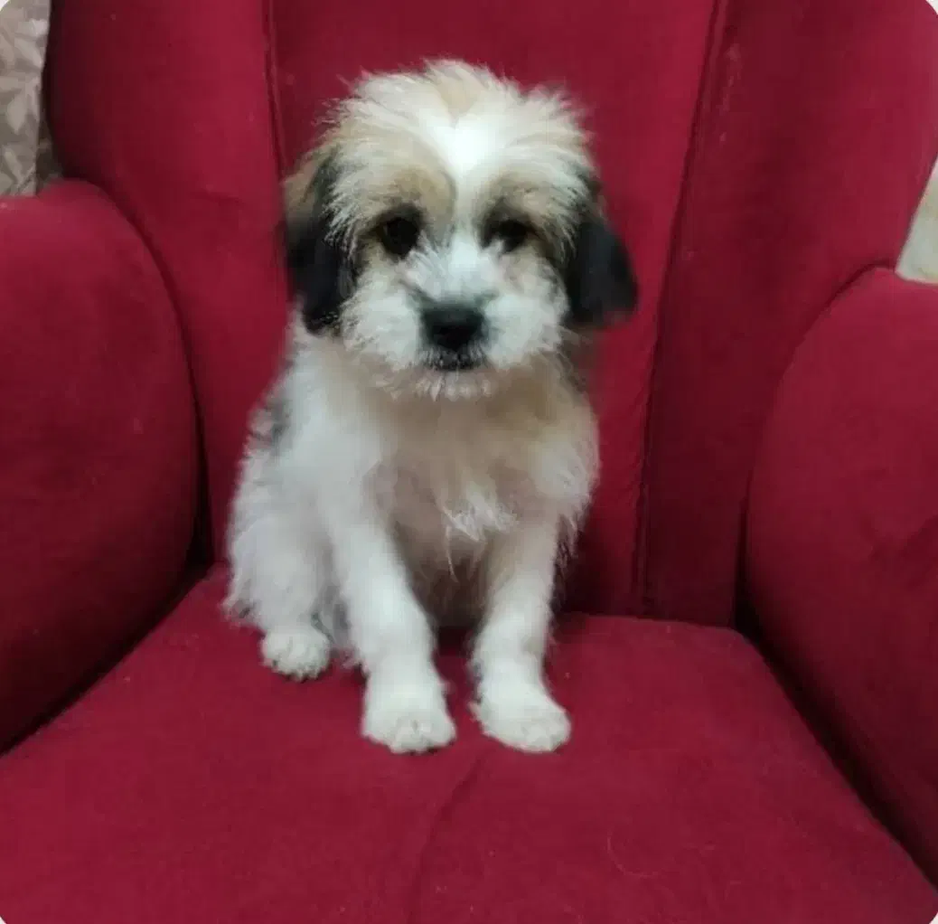 واگذاری توله شیتزو و اشپیتز|سگ|تهران, خرمشهر|دیوار