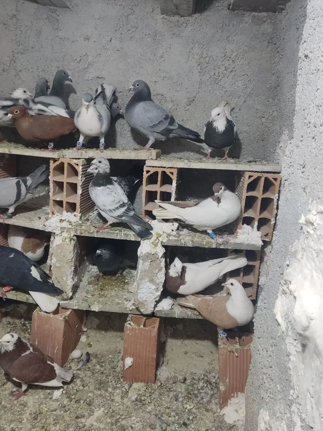 کفتر شهرستانی|پرنده|بومهن, |دیوار