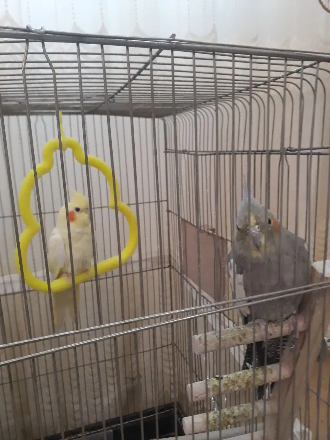 عروس هلندی|پرنده|گلبهار, شهر جدید گلبهار|دیوار