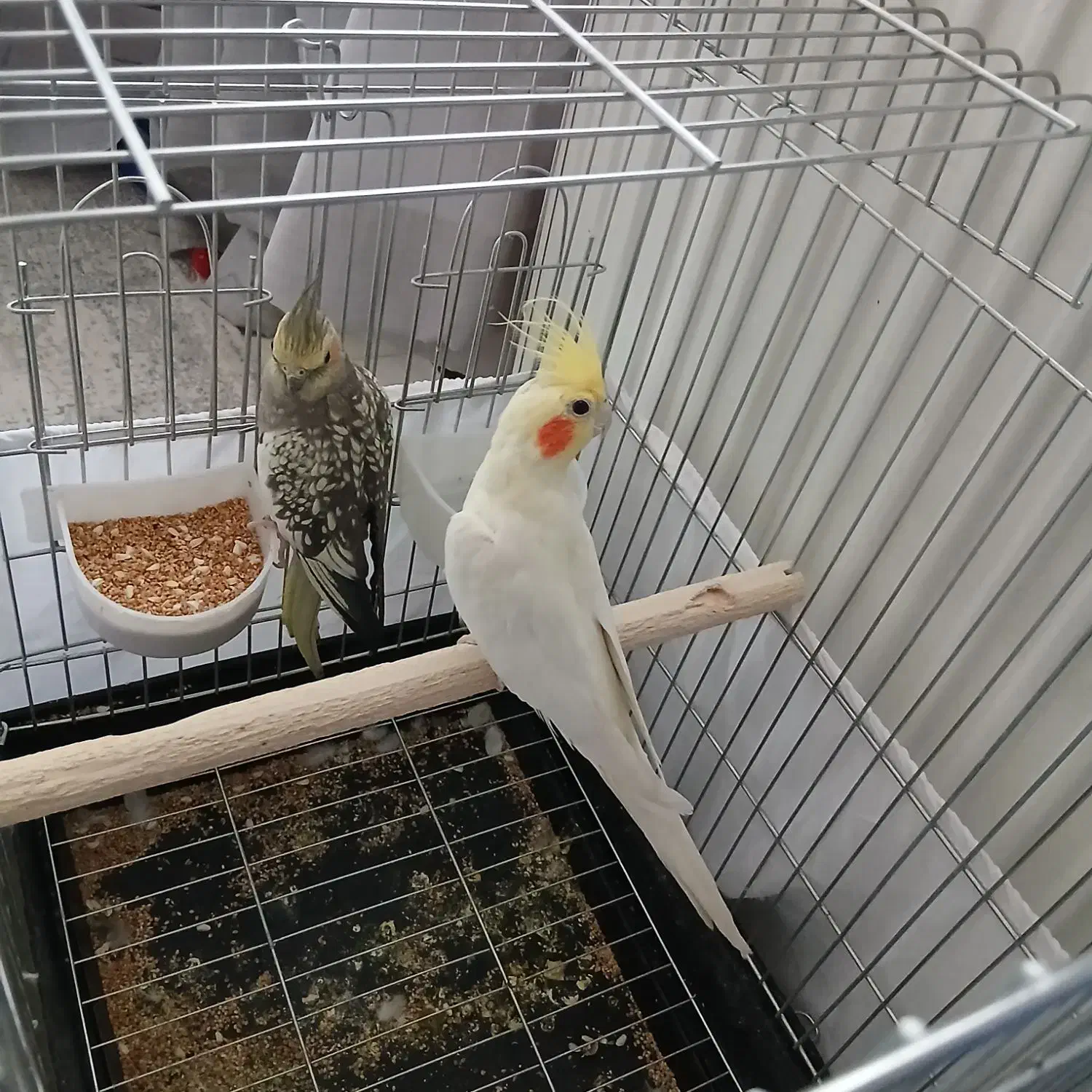 یک جفت عروس هلندی دستی|پرنده|تهران, جوادیه تهرانپارس|دیوار