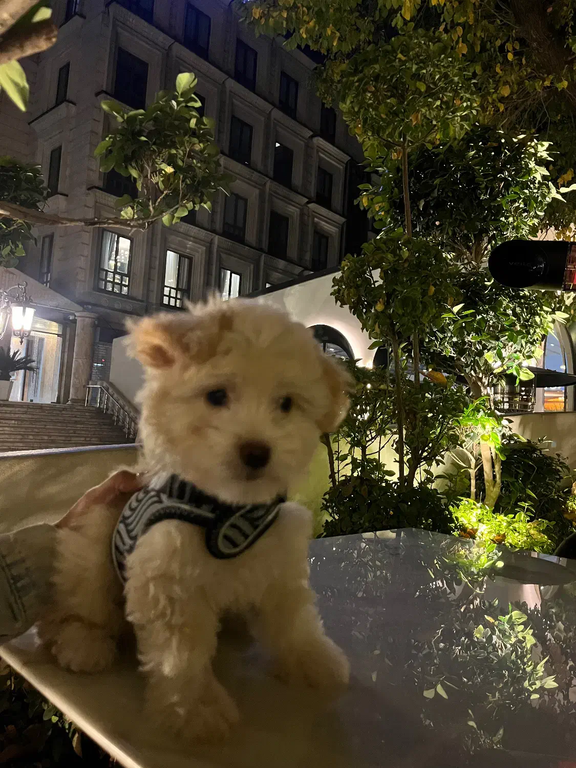 سگ مالتیپو|سگ|تهران, علم و صنعت|دیوار