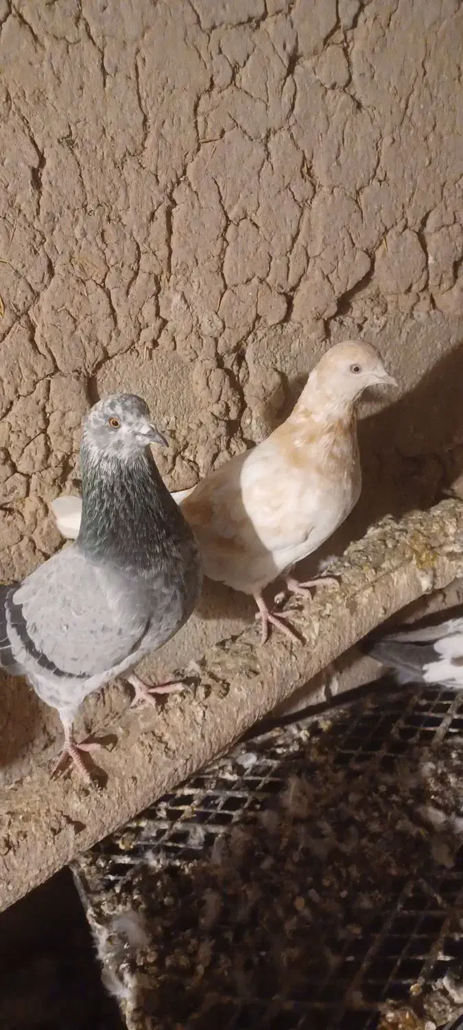 ۹ عدد پرشی به شرط|پرنده|نمین, |دیوار