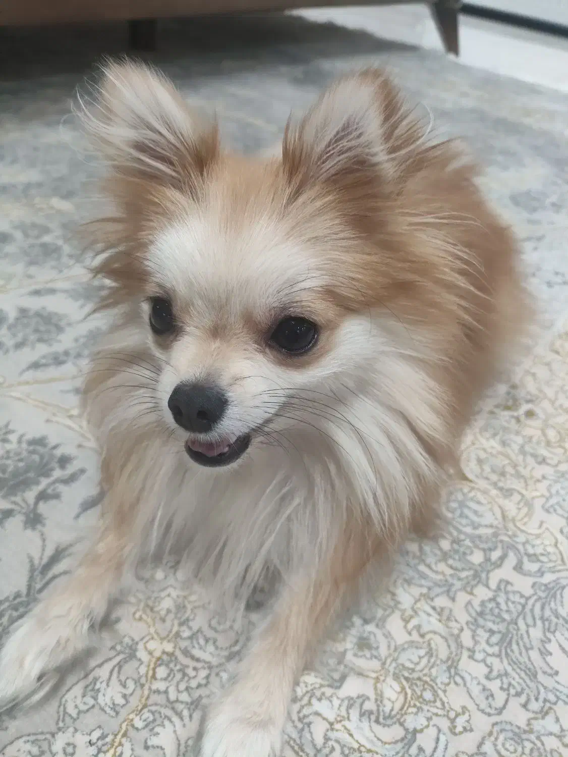 سگ پامر ماده همراه تمام وسایل|سگ|پاکدشت, پاکدشت (مامازند)|دیوار