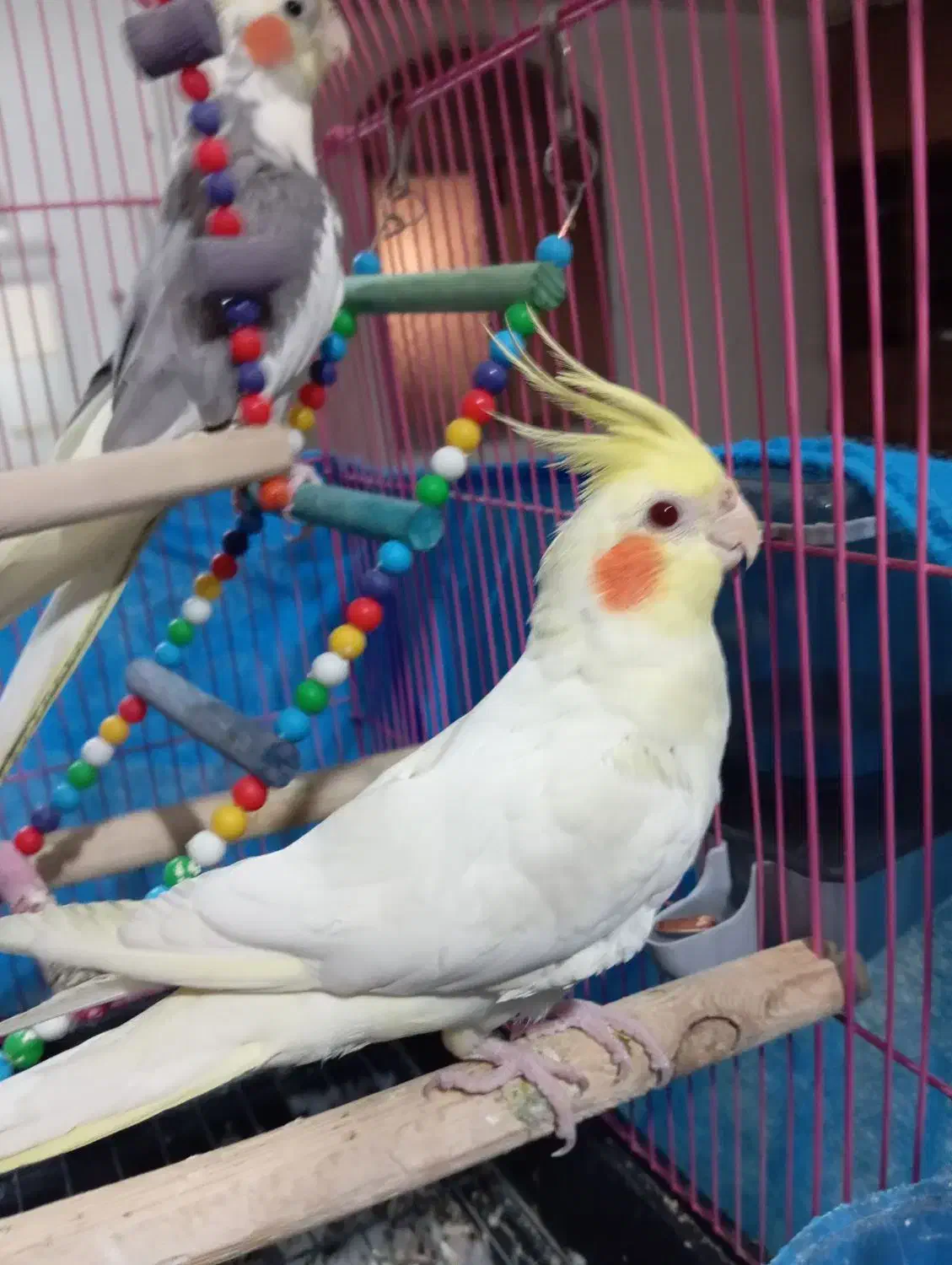 قیمت۴تومن|پرنده|الوند, |دیوار