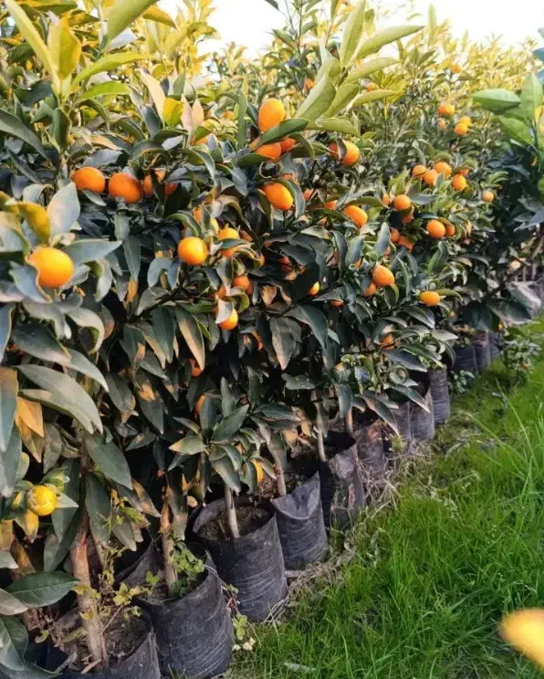 نهال با کیفیت و اصلاح شده|خدمات باغبانی و درختکاری|دهگلان, |دیوار