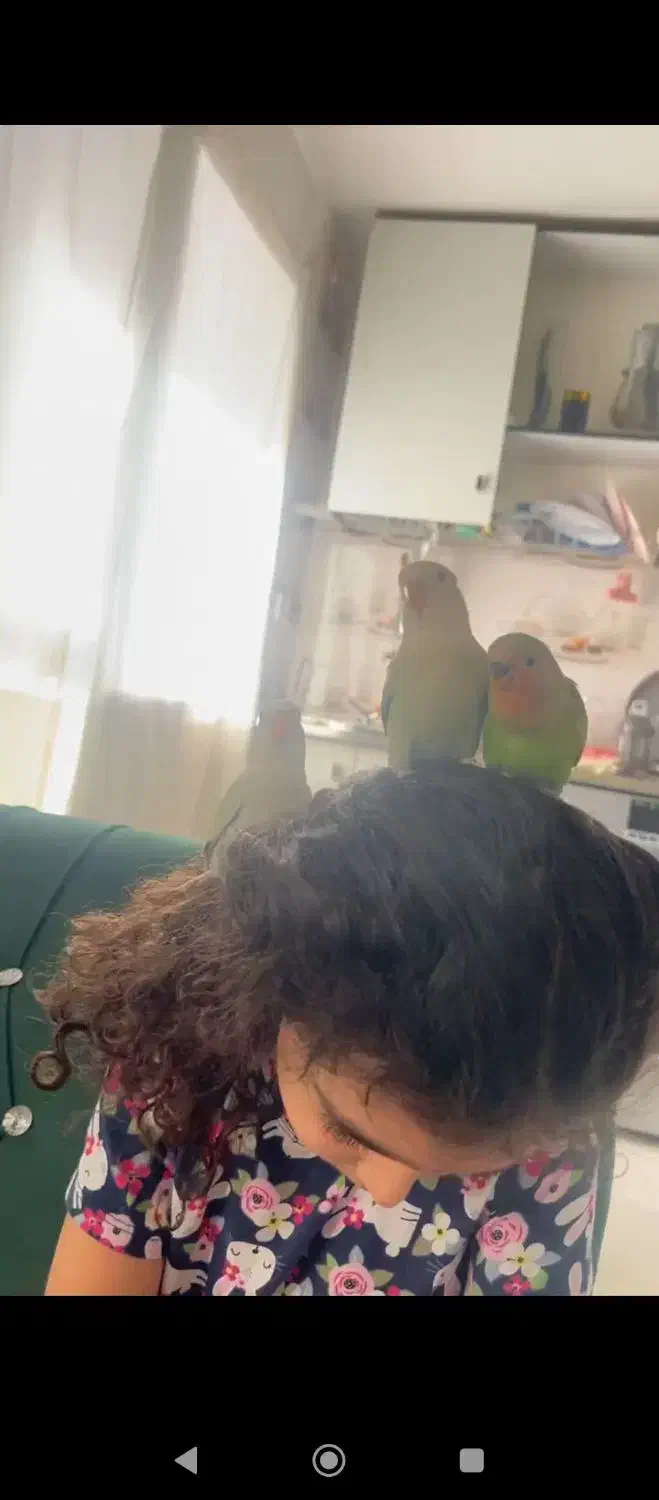 طوطی برزیلی|پرنده|چهارباغ, |دیوار