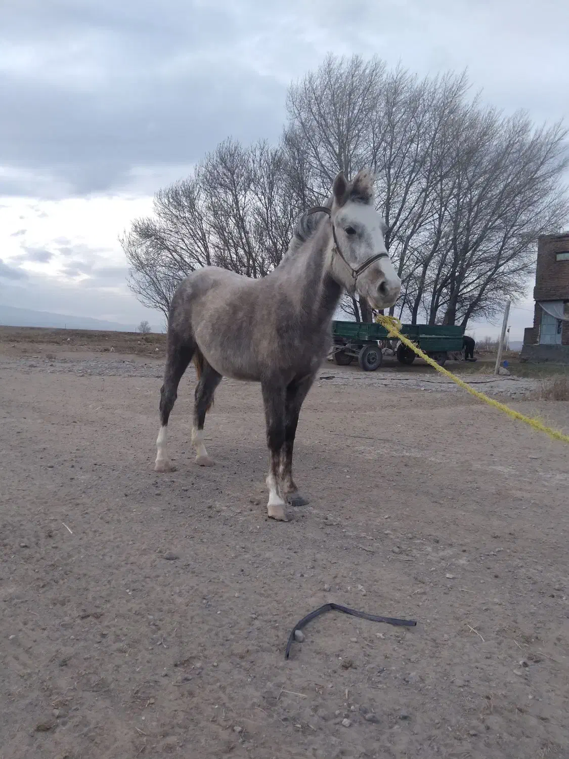 اسب|اسب و تجهیزات اسب‌سواری|اردبیل, |دیوار