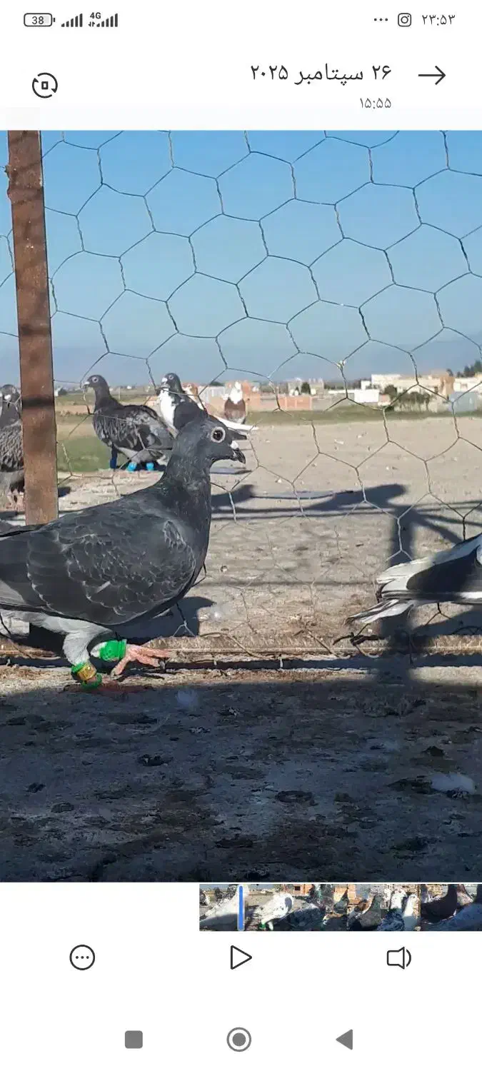 مگسی و فیلی گمشده غروب بازی|پرنده|گنبد کاووس, |دیوار