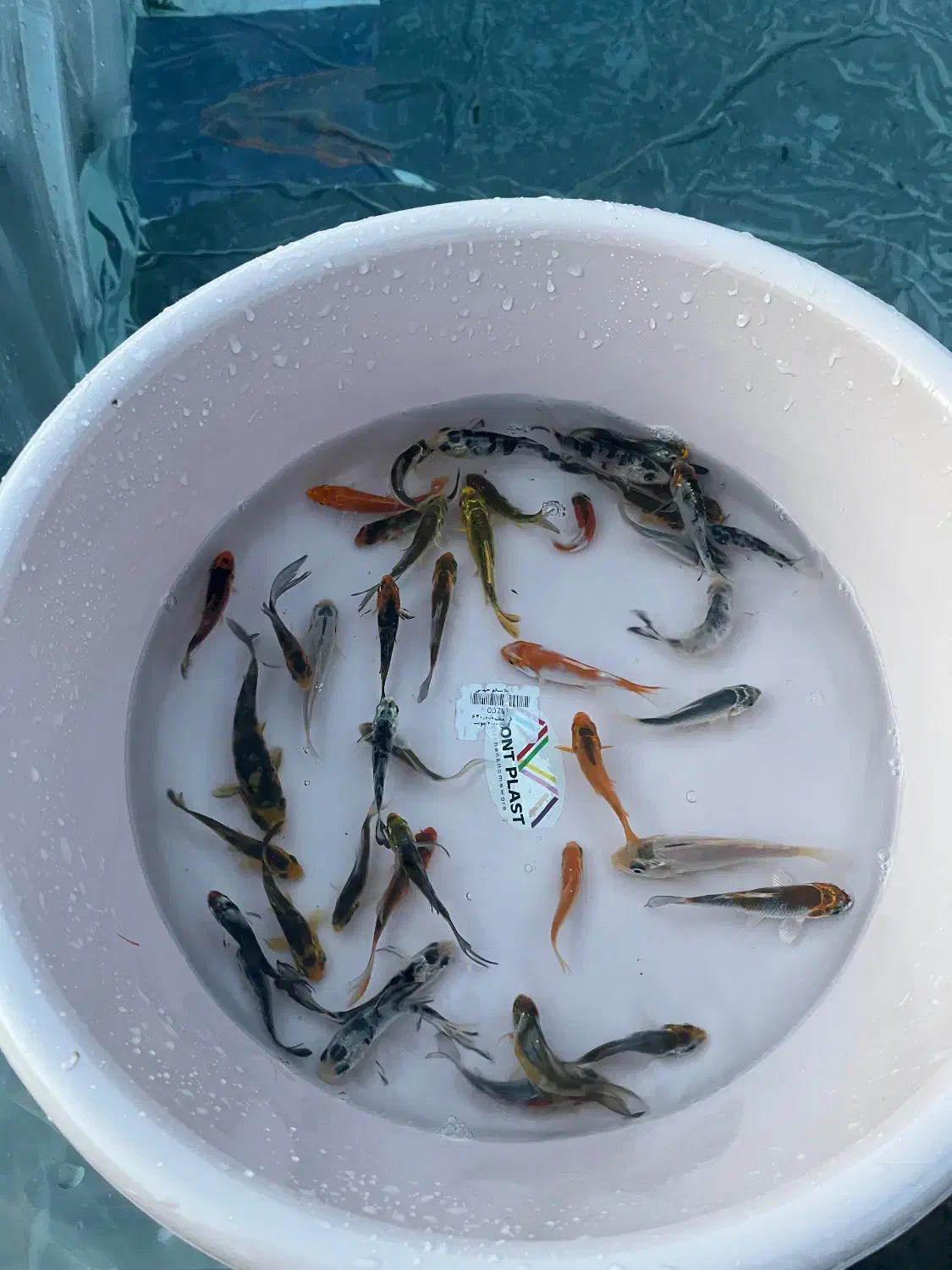 ماهی قرمز گلدفیش کوی|ماهی|ارطه, |دیوار