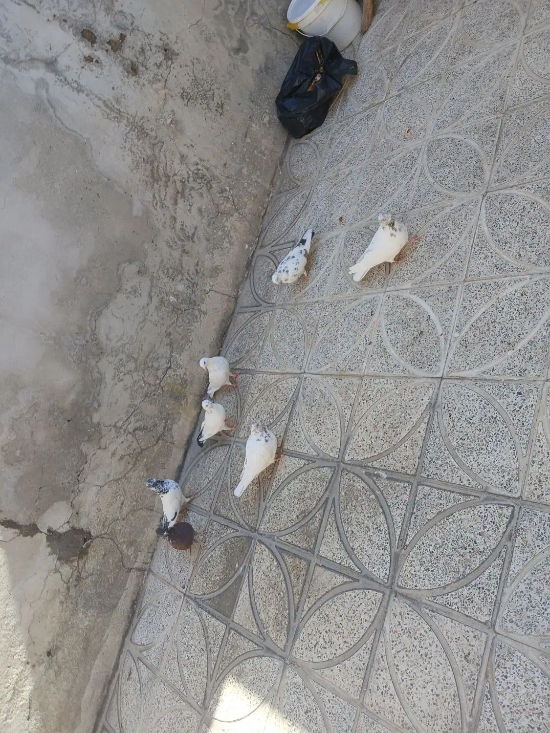 کبوتر|پرنده|ازنا, |دیوار