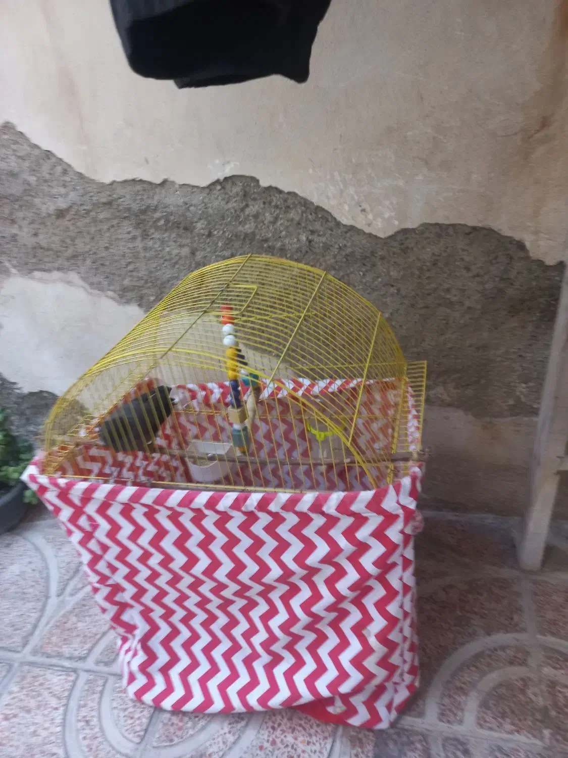 مرغ مینا با قفس و مطعلقات|پرنده|رباط‌کریم, رباط‌کریم|دیوار