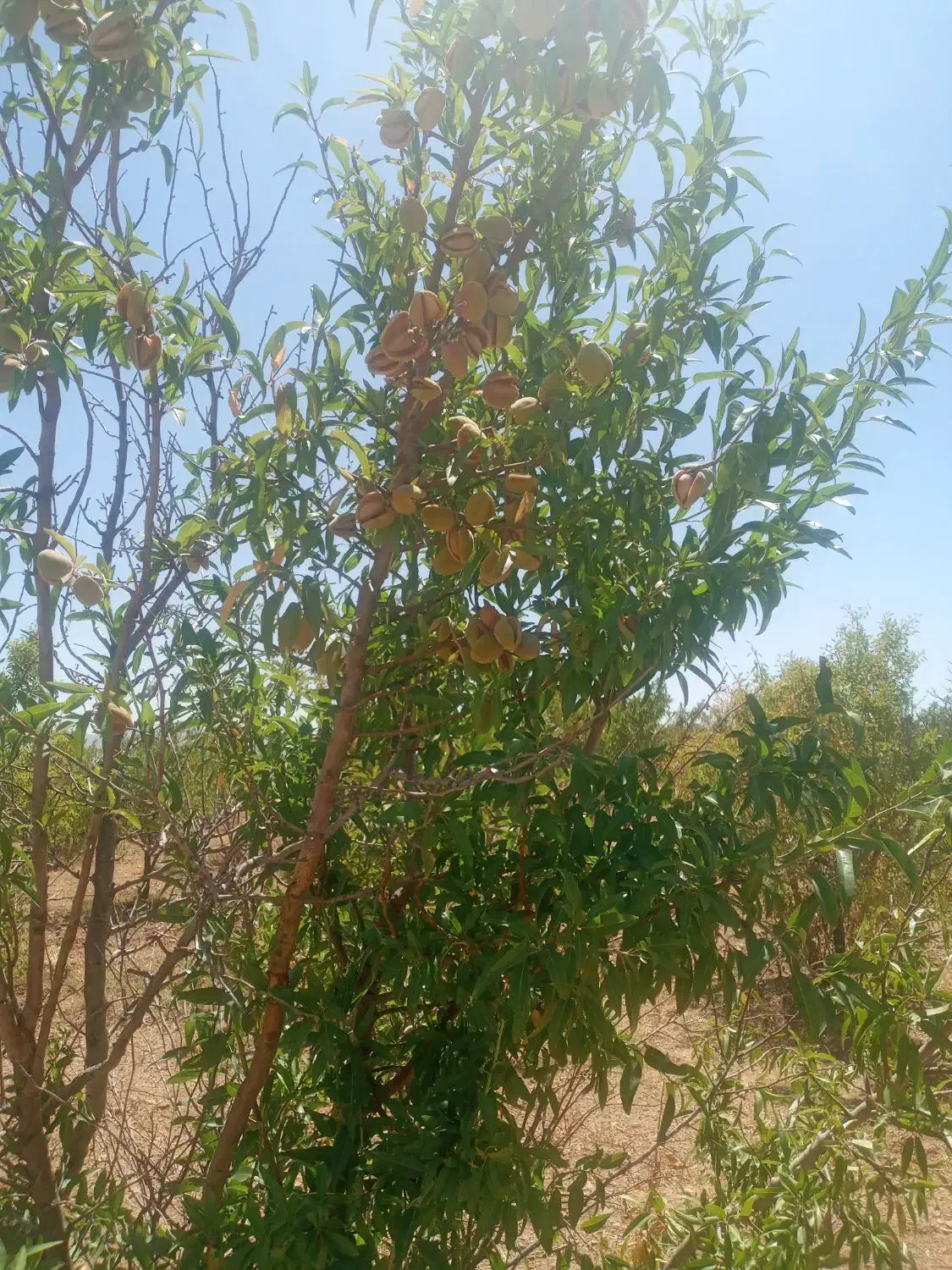 باغ ۱۶۰۰متری بادام با آب و سندتکبرگ  زیر زیرقیمت|فروش زمین و ملک کلنگی|اصفهان, خرم|دیوار