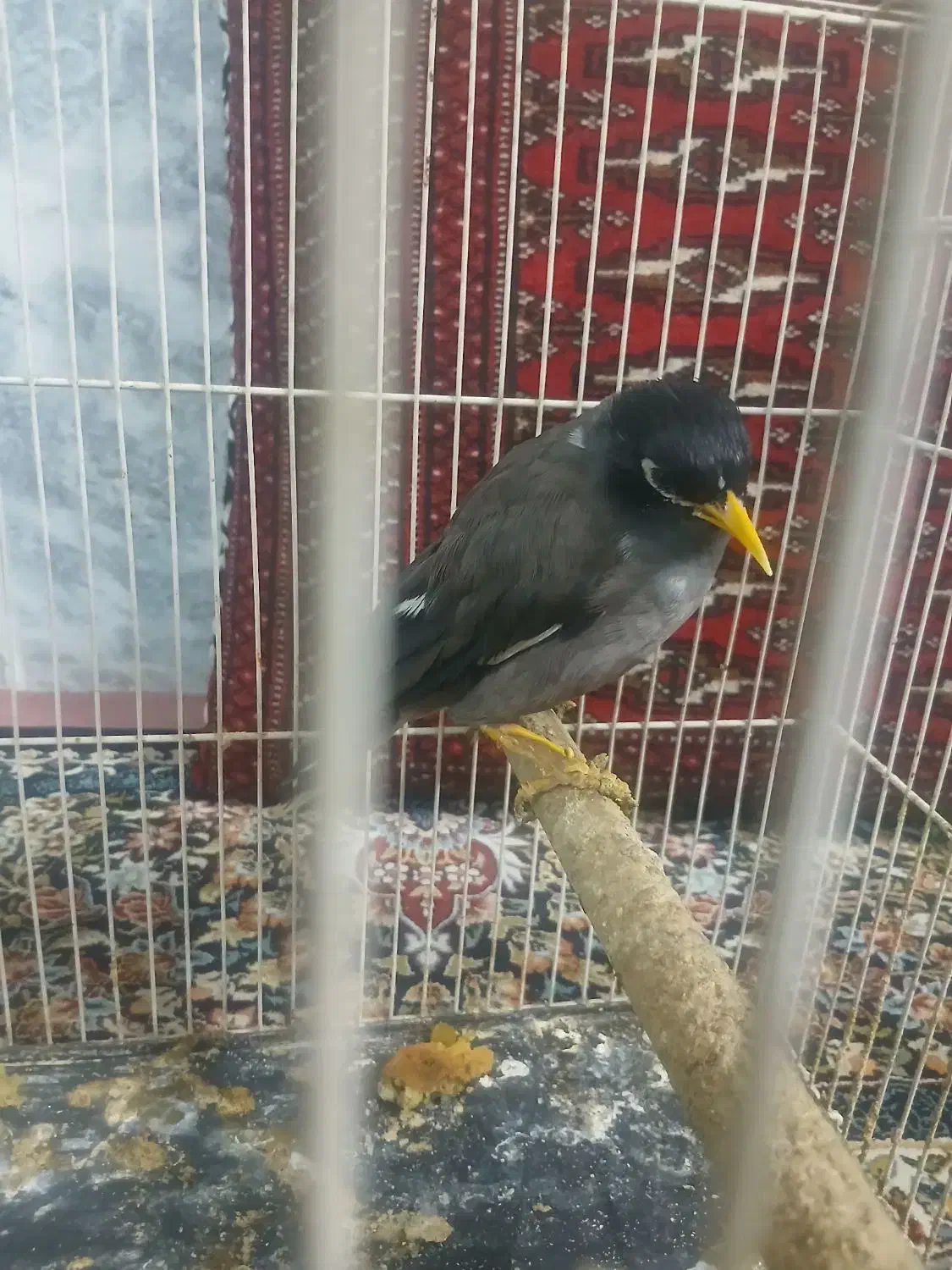 مینا|پرنده|مشهد, آبکوه|دیوار