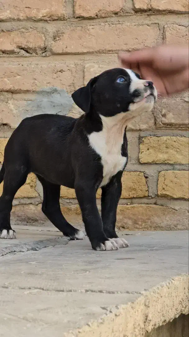 واگزاری توله پیت بول|سگ|اصفهان, همت‌آباد|دیوار