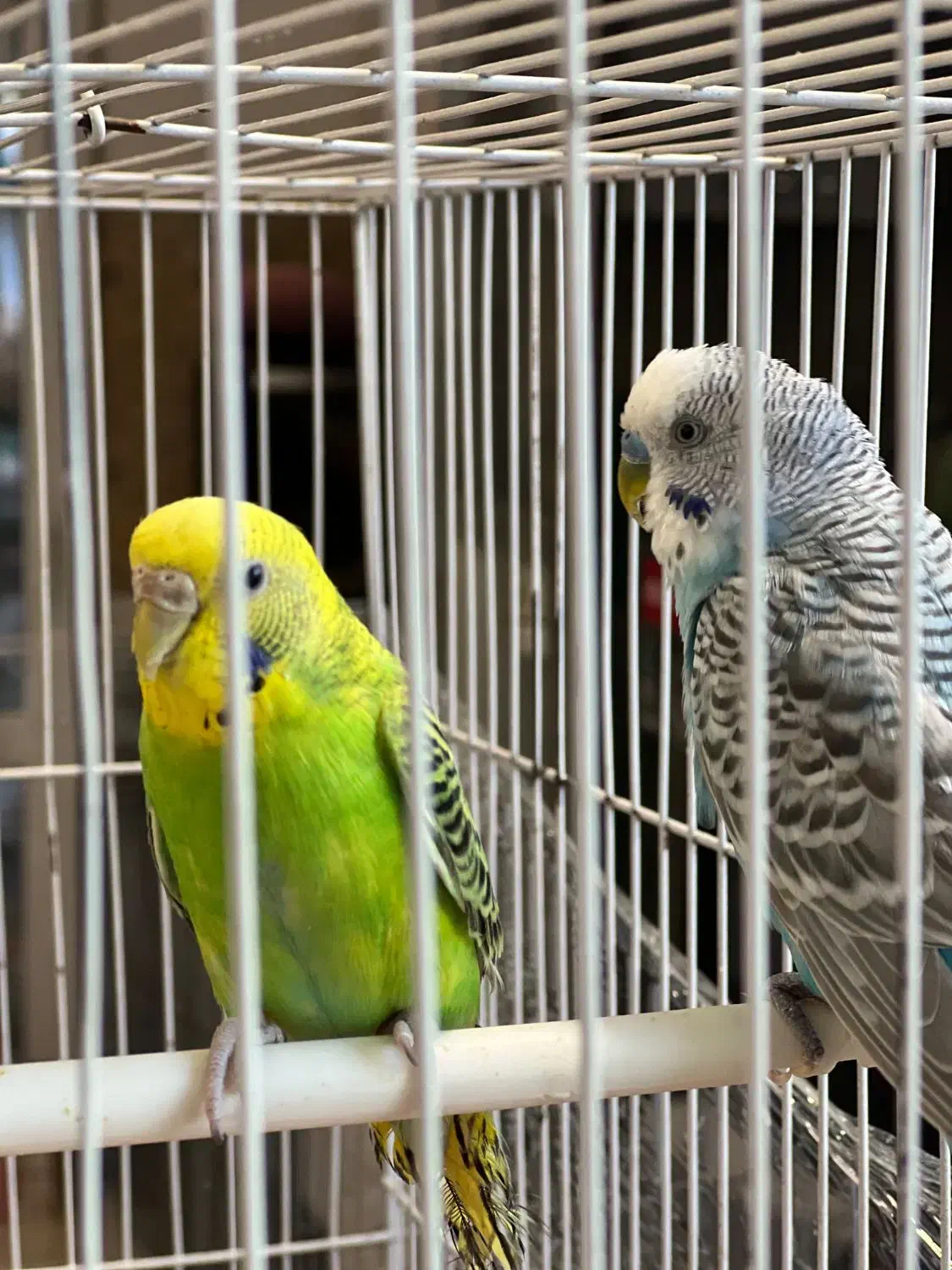 مرغ عشق سالم و جوان|پرنده|مشهد, شفا|دیوار