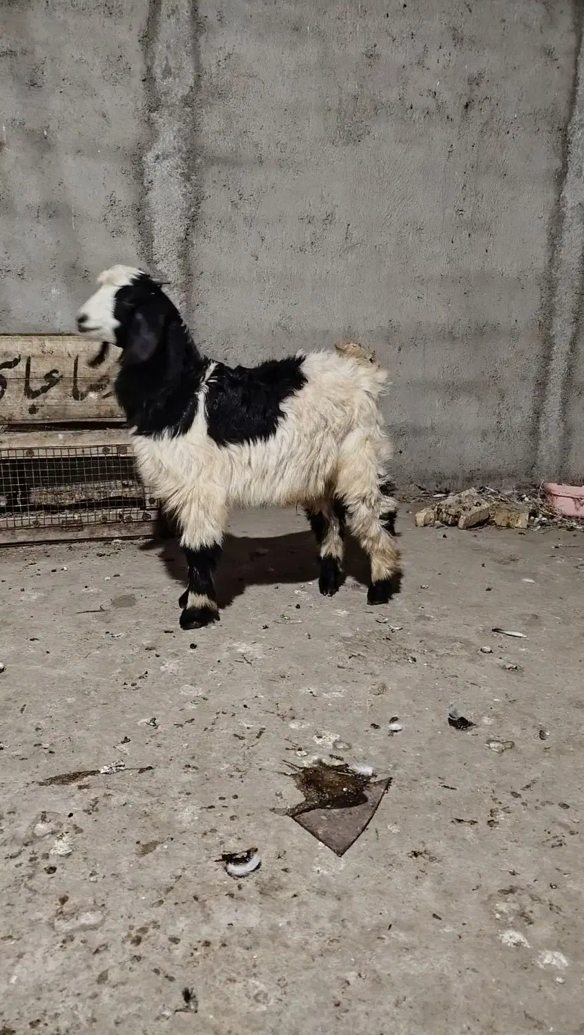 بزغاله نر بز|حیوانات مزرعه|رامیان, |دیوار