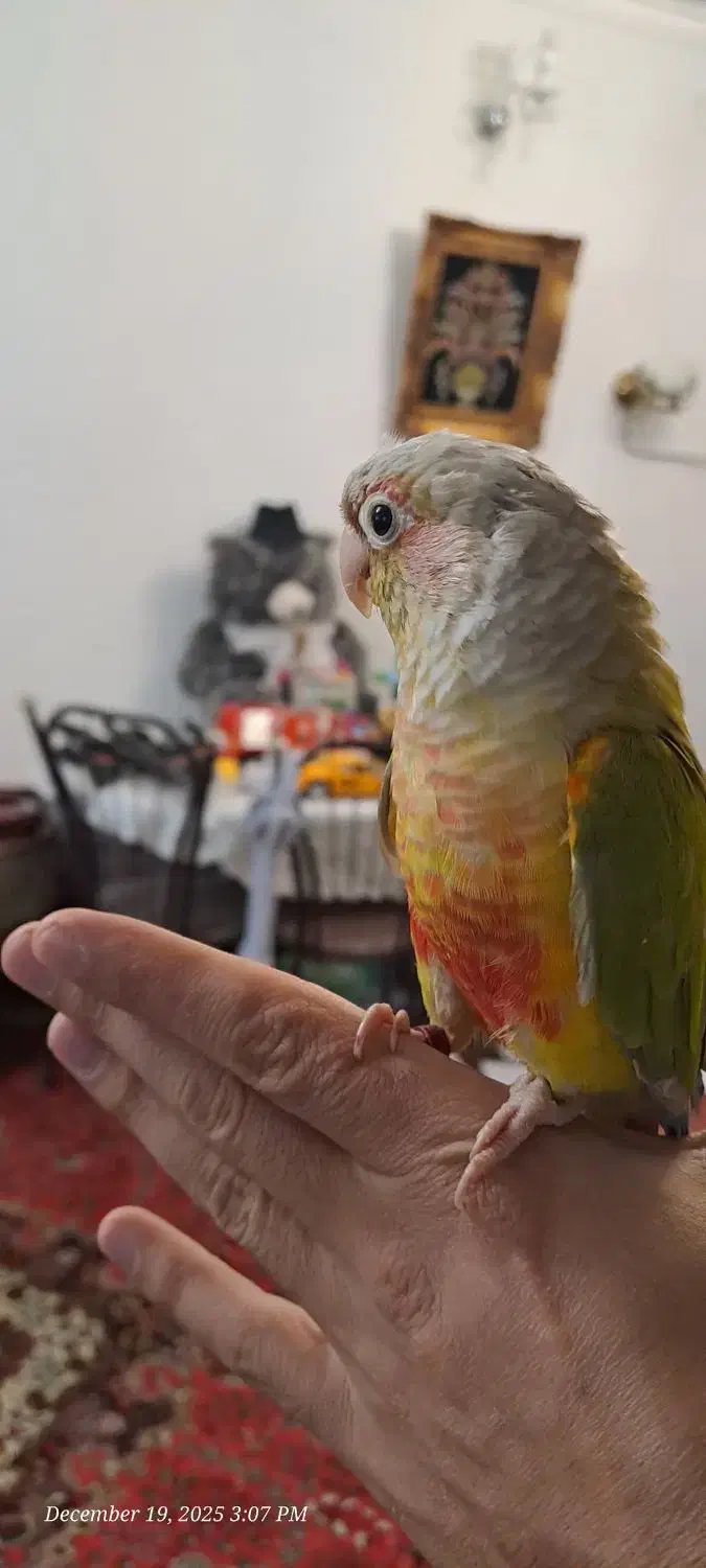 گرینچیک اهلی، سخنگو، با شناسنامه،نر و حلقه پا|پرنده|تبریز, |دیوار