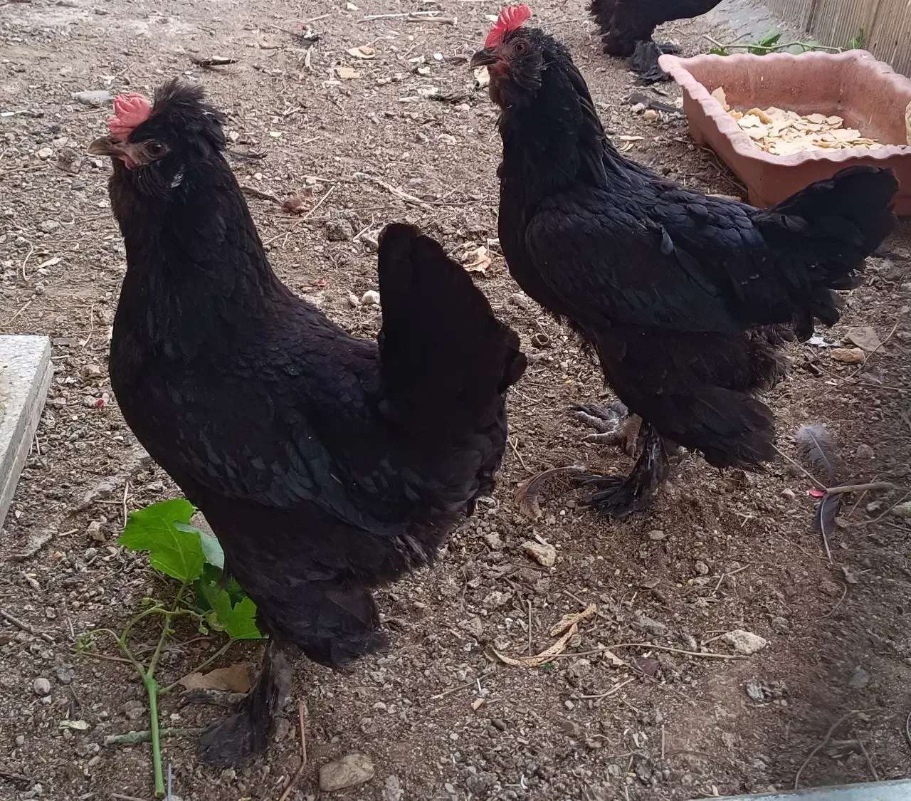 مرغ تخمگذار مرندی|حیوانات مزرعه|ری, حمزهآباد|دیوار