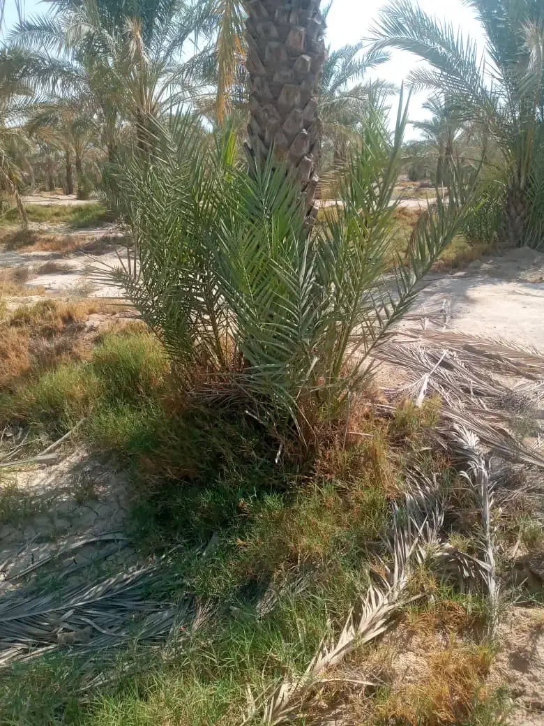 فروش دمیت|گل و گیاه طبیعی|سعدآباد, |دیوار