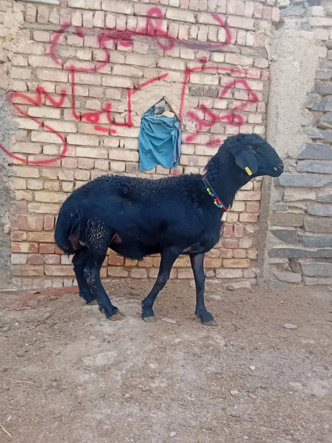 بره قوچ آنتیک یک یک|حیوانات مزرعه|کمیجان, |دیوار