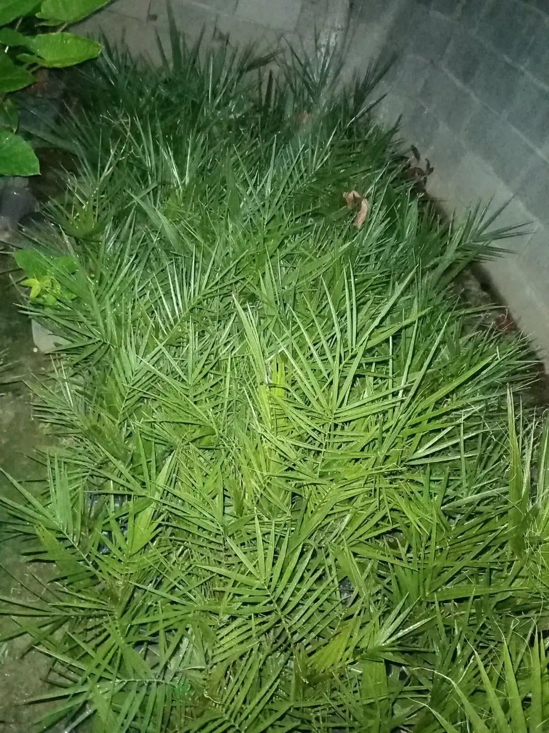 نهال پالم|گل و گیاه طبیعی|کوهیخیل, |دیوار