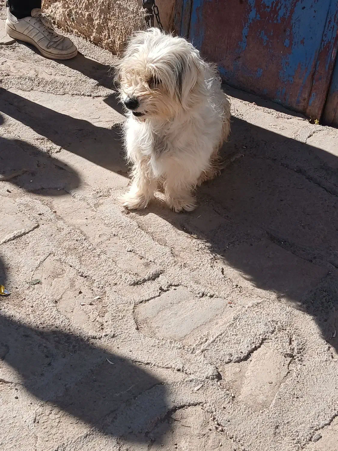 سگ پاکوتاه|سگ|ابهر, |دیوار