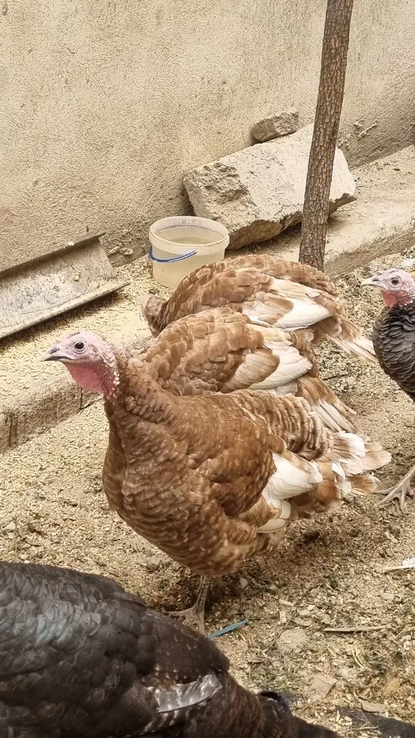 بوقلمون|حیوانات مزرعه|کرج, عظیمیه|دیوار