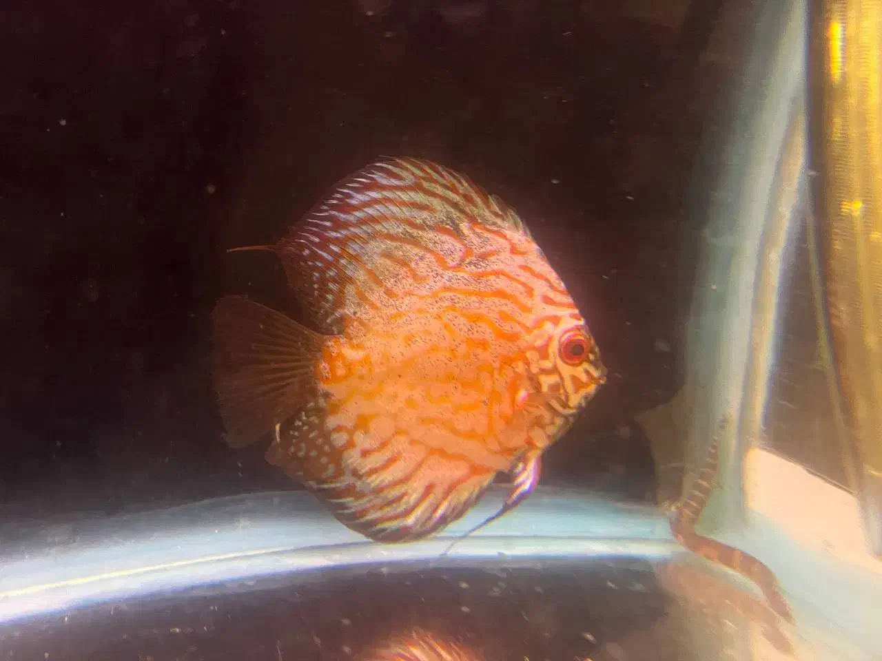 دیسکس.معاوضه با فرانتوزا|ماهی|کرج, شهرک آسمان|دیوار