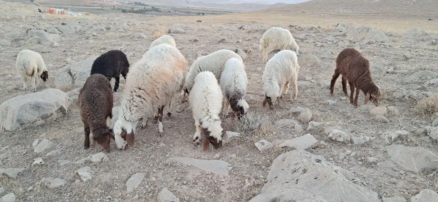 بره ومیش فروش|حیوانات مزرعه|سرپل ذهاب, |دیوار