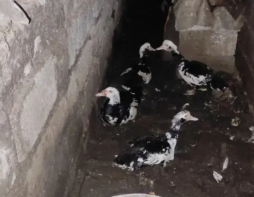 اردک خارجی ۲ عدد نر ۲ عدد ماده|حیوانات مزرعه|قائمشهر, |دیوار